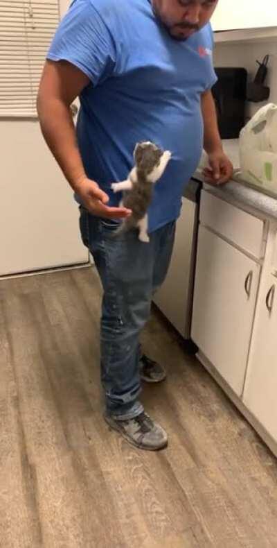 Spiderkitty climbing for a hug