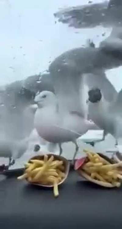 Trolling seagulls