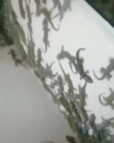 What have I seen !!!!