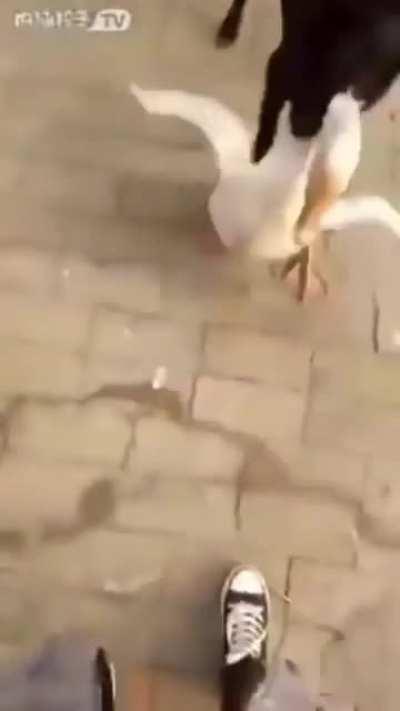 Пëс душит гуся без регистрации и смс