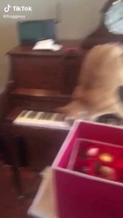 Cat regrets his actions