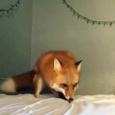 not snow? - fox probably Next