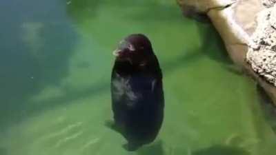 When you kill the crow whos been chasing you.