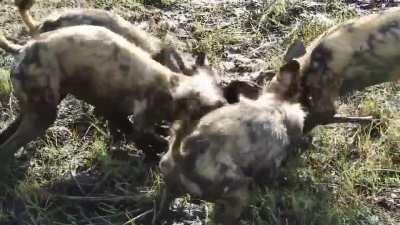 African Wild Dogs devour a Lechwe