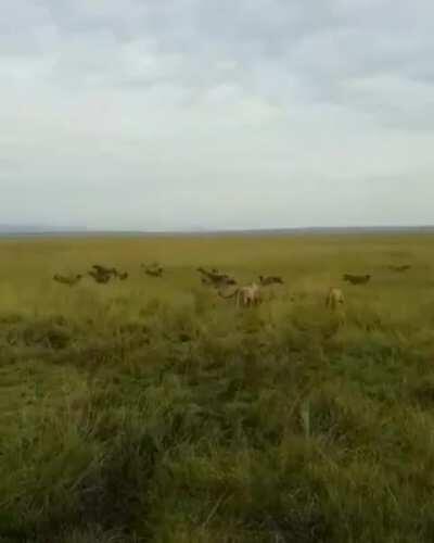 Moments after a lion and her young hunt down and kill a Hyena pup, a swarm of Hyenas overpower the lion, only to be repelled by an onslaught of Lions come to her defense.