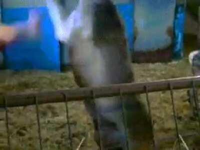 this guy jumped inside to fence to be a hero but it went sideways