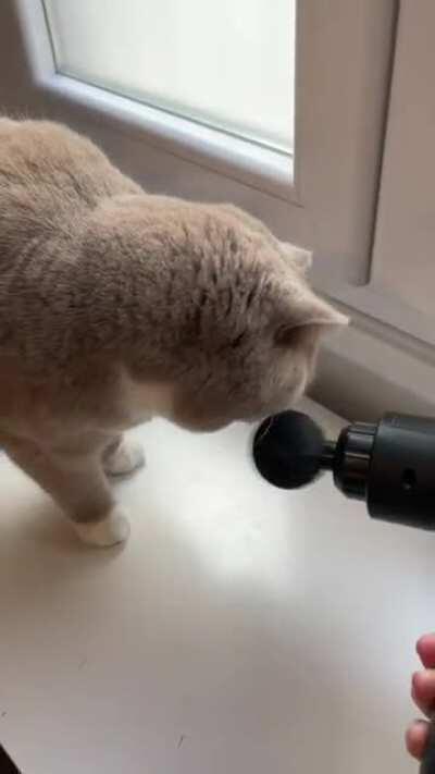 Our silly cat believes any kind of machinery is there for his own personal pleasure!