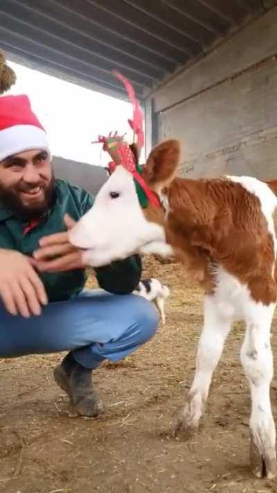 This cow is the cutest! 🐮❤️