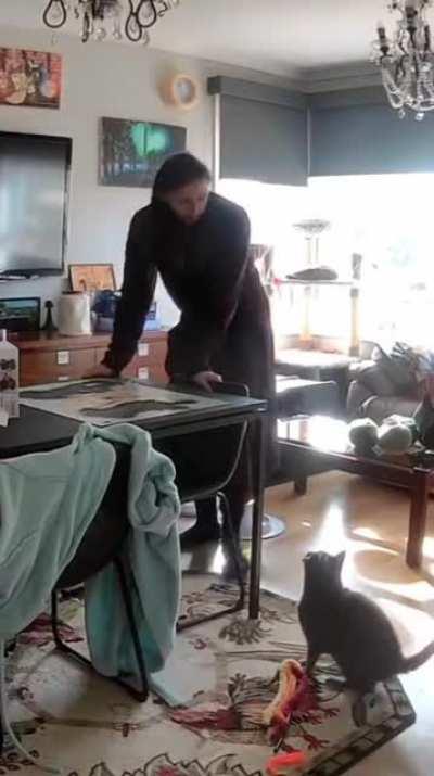 Cat destroys puzzle progress