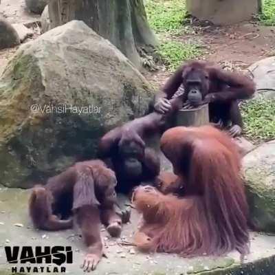 This video filmed in a zoo shows an orangutan ape who appears to be teaching toolmaking to other primates