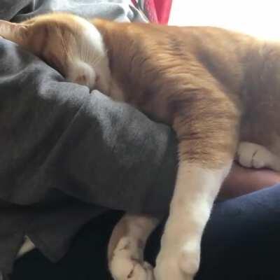 Human, I command you 