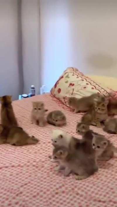 Send a paddy wagon right away!