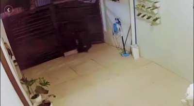 I must go; my suitcase people need me - No human you can't stop me!