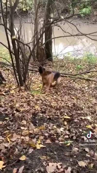 Dogo trys to get branch from tree