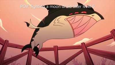 Reef shark goes Brrrrrrrrrrrr