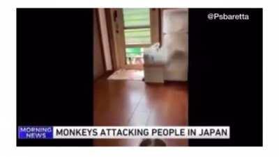 Monkeys have attacked dozens of people in Japan - They aren’t interested in food, “only violence.” 🐒