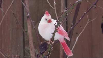 This rare shiny Leucistic Cardinal
