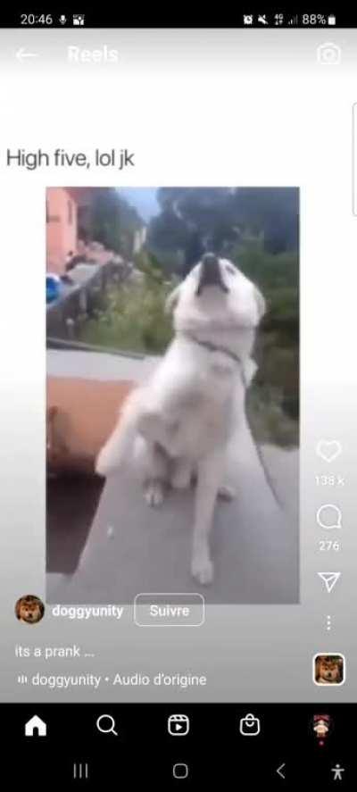 What a cute dog. He wants to give paw