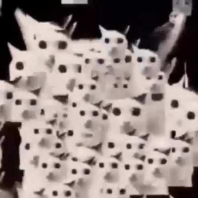 cccatacattcataccatacattcattccatacattcat