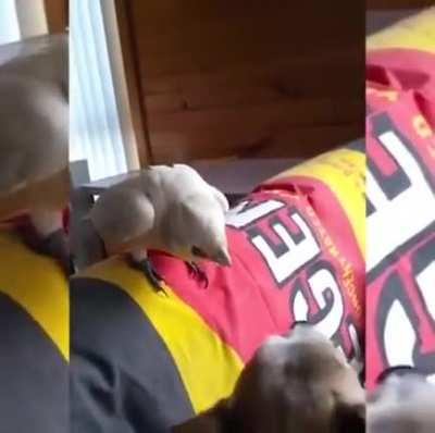 The parrot's getting some good education innit