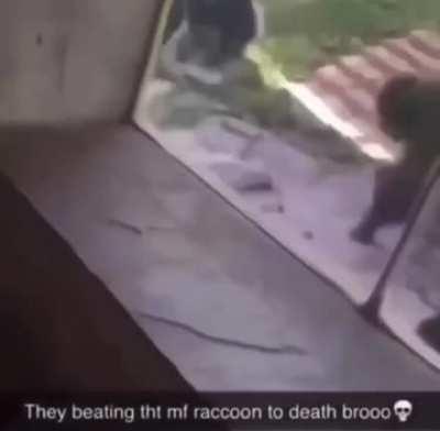 Raccoon got fucking ragdolled