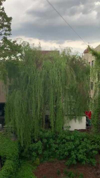 A nice summer rain shower in my backyard today