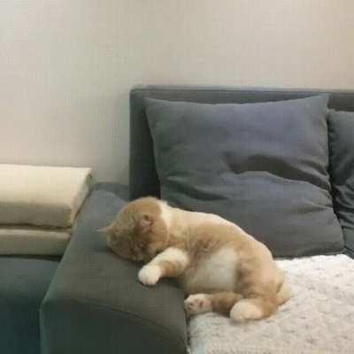 Kitten falls off his bike.