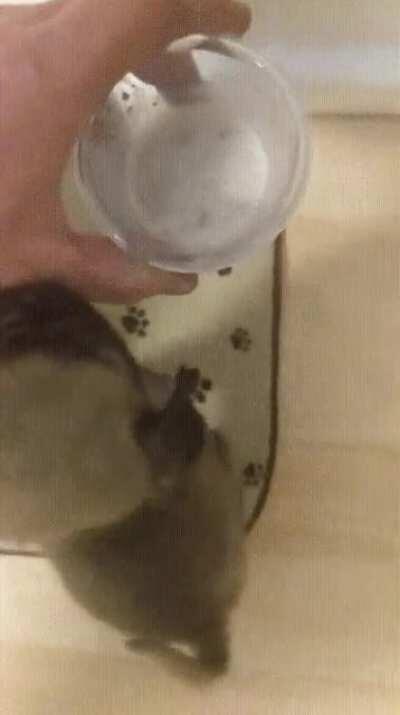 He’s so excited to eat