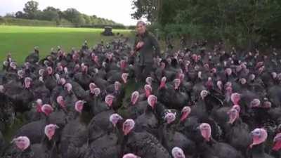 Turns out what turkeys REALLY like is a good laugh, at Anna's expense
