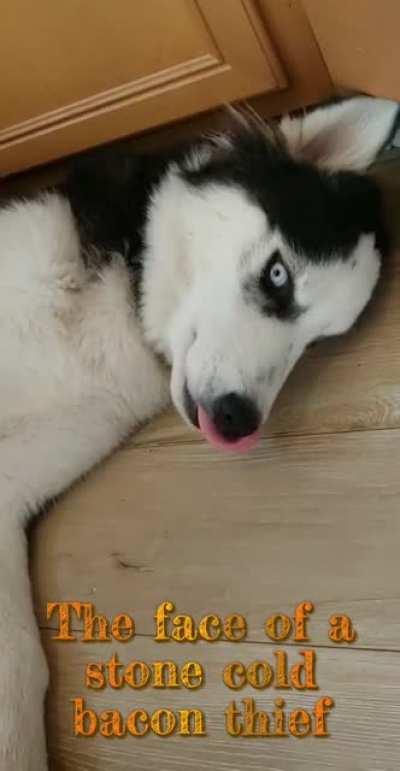 Expert bacon thief on the loose