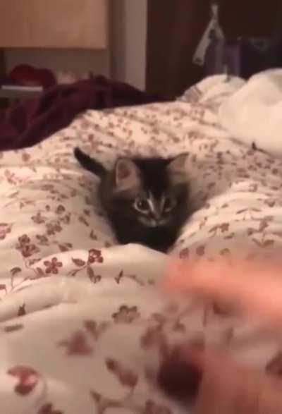 A kitten Doing Kitten Things