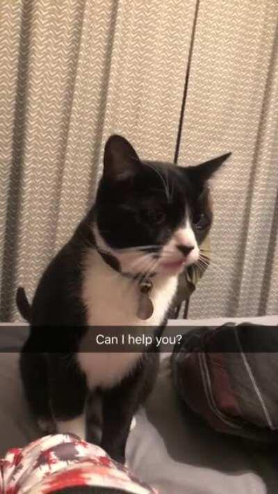My brother’s cat loves to beg for attention