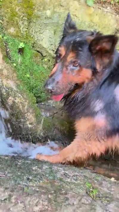 The grizzly bear waits for the Salmon