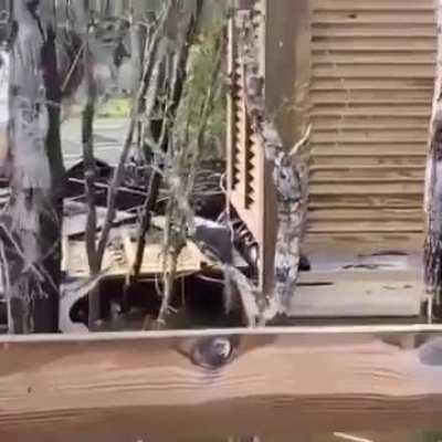 Heron takes squirrel. 