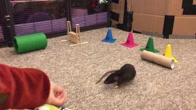 Donut the Agility Star!