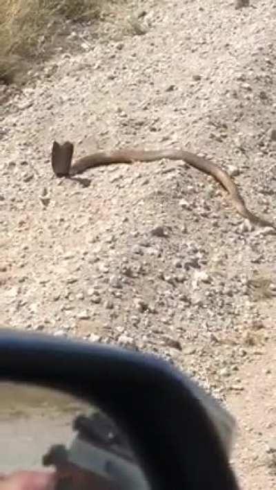 There is always Chaos when Sammy is about