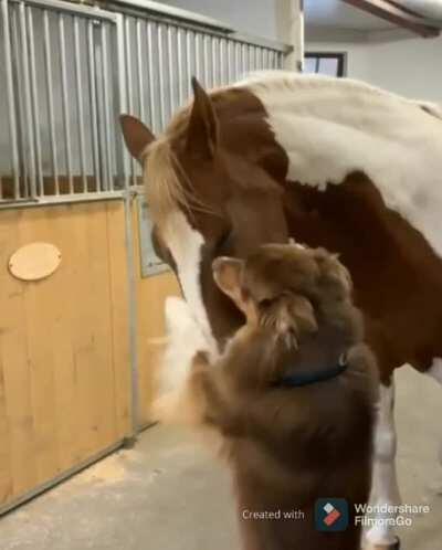 Doggo sees a horse