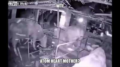 Dragged down by the cow