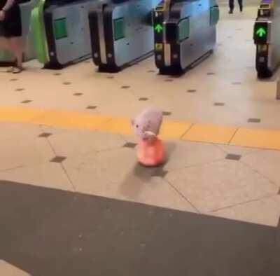 Piglet walking on a ball
