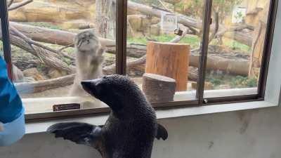 Land Manul meets water manul
