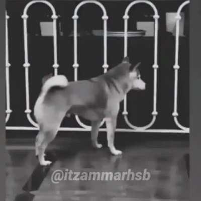 F para o Bruno Berti versão cachorro.