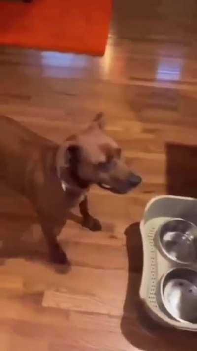 Flabbergasted wunkus