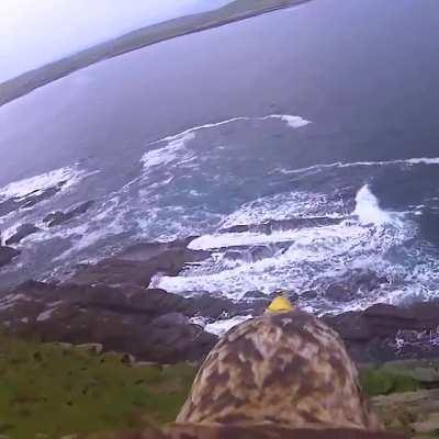 Damn I want to be a bird