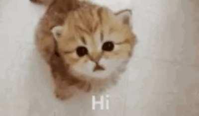 this cat wants to say hi!
