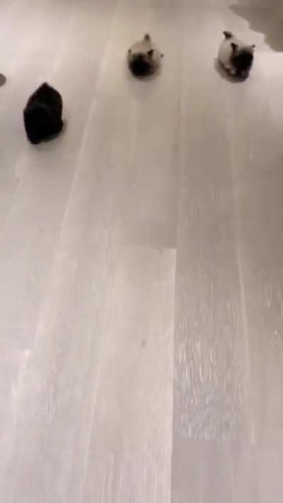 Ferocious dogs charge at man