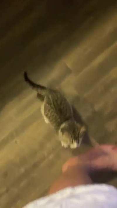 Just rescued this 5 week old kitten. Why does she scream like this so much? She’s been fed and has water, toys, and a clean litterbox