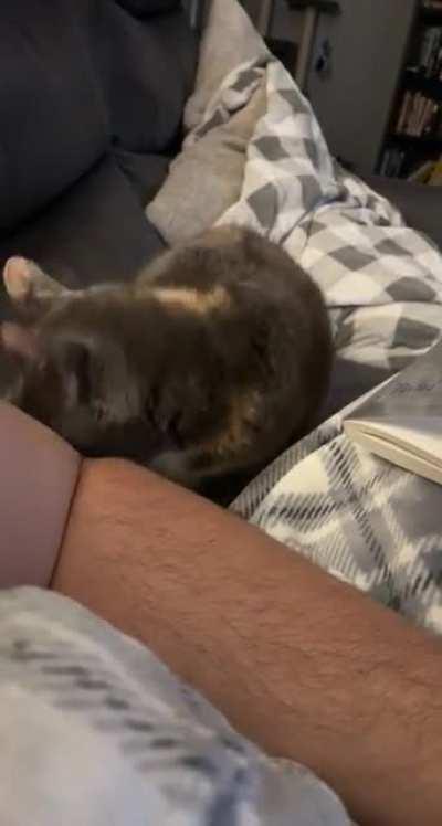 Please sir, just one pet