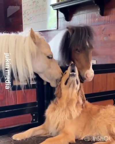 Even the horses know he's a good boy