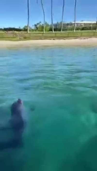 Highlights of Tua throwing to his WRs this Sunday.