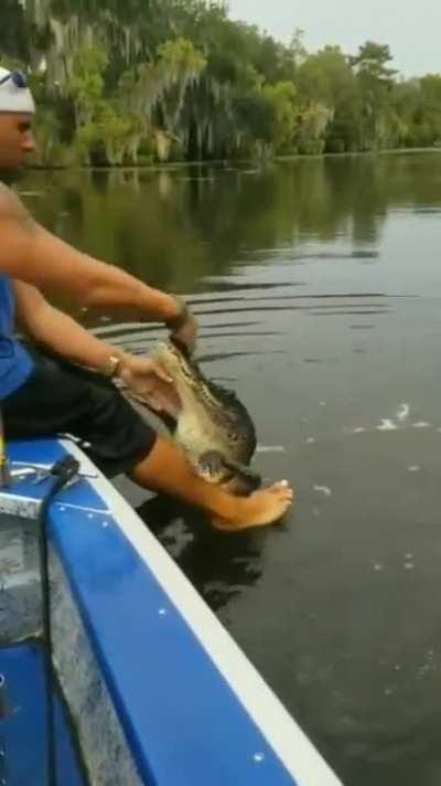 Feeding an alligator